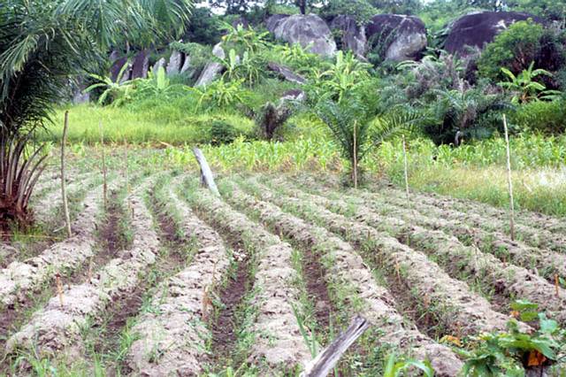 Culture sur billon en zone tropicale