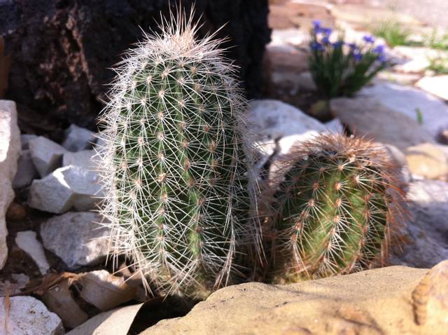 Cultiver des cactus en extérieur