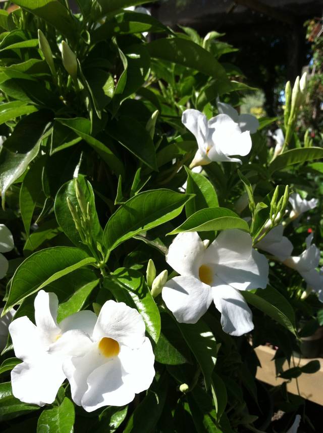 Mandevilla (dipladenia) blanc