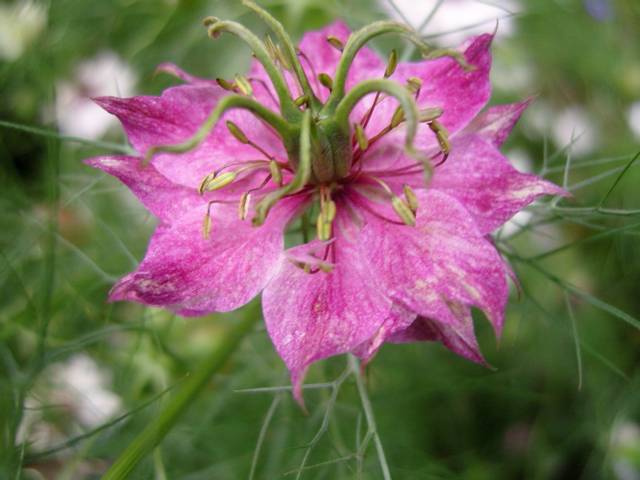 Nigelle de Damas (Nigella Damascena) : fleur, plantation, entretien