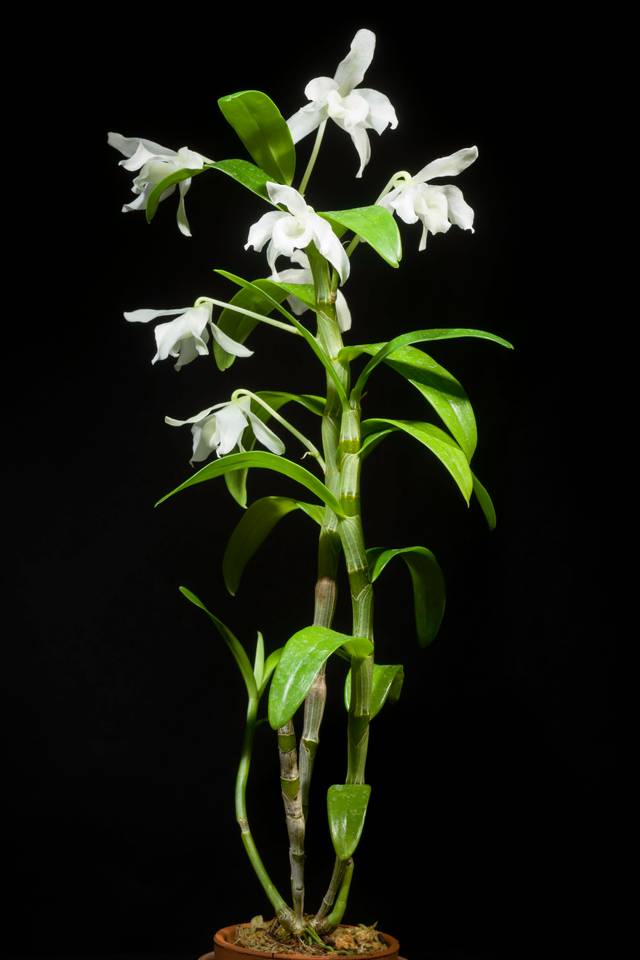 Orchidée bambou (Dendrobium nobile) : entretien, taille, multiplication