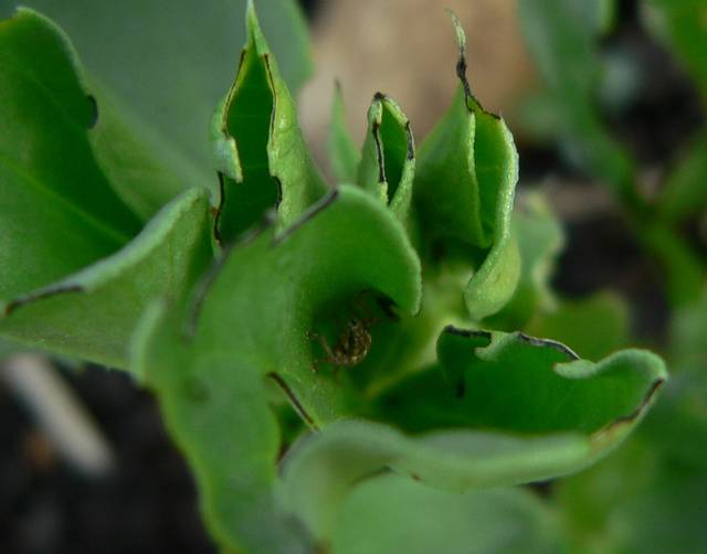 Sitone du pois : dégâts sur les feuilles