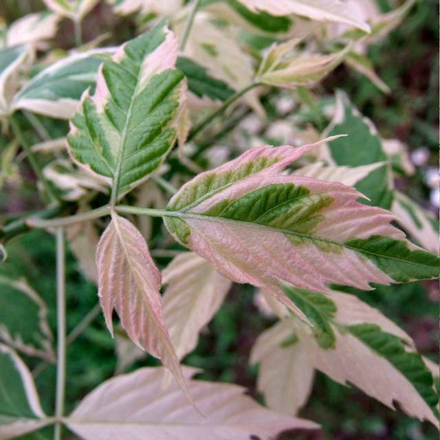 Acer negundo 'Flamingo' (détail feuillage)