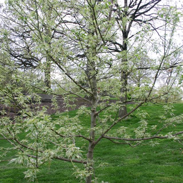 Acer negundo 'Flamingo'