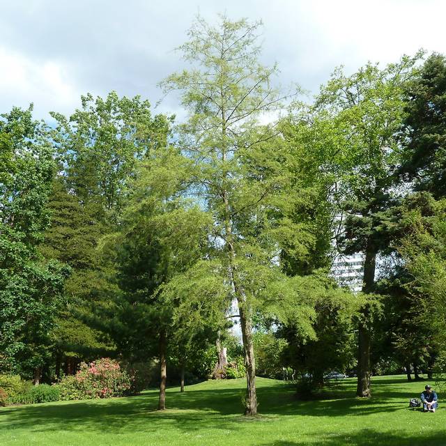 Alnus glutinosa 'Imperialis' 