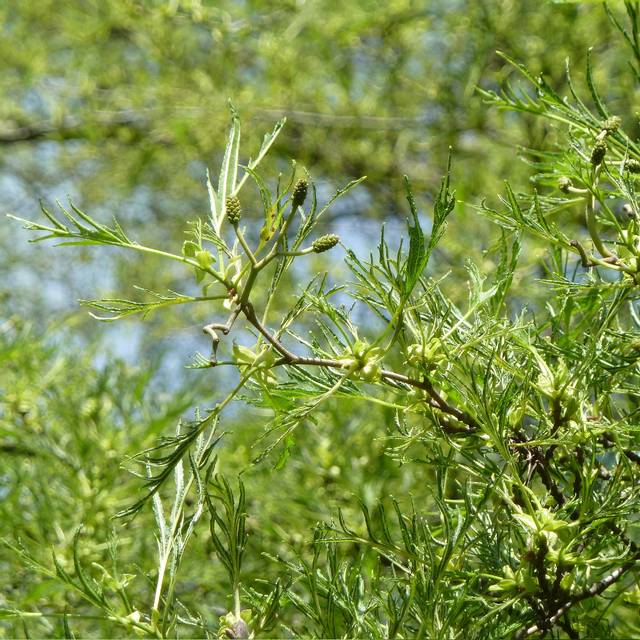 Alnus glutinosa 'Imperialis' (détail du feuillage)