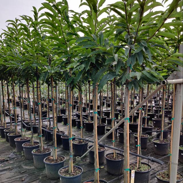 Châtaigniers (baliveaux en conteneurs de 15 litres)