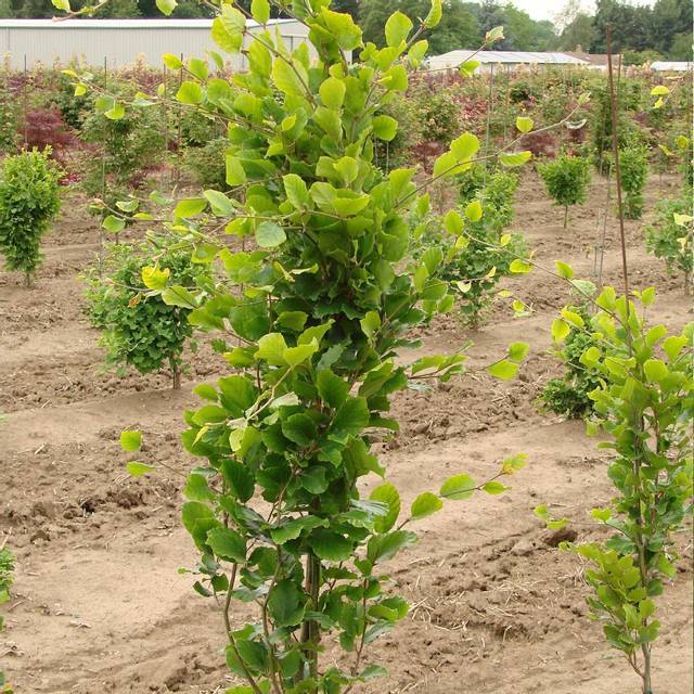 Fagus sylvatica 'Dawyck Gold' (jeune sujet)