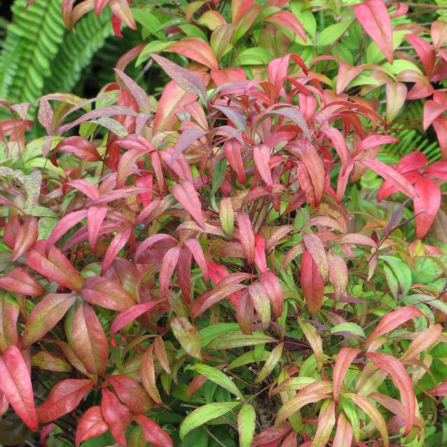 Bambou sacré (Nandina domestica)