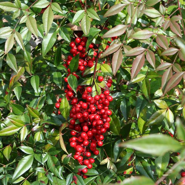 Baies de Nandina domestica