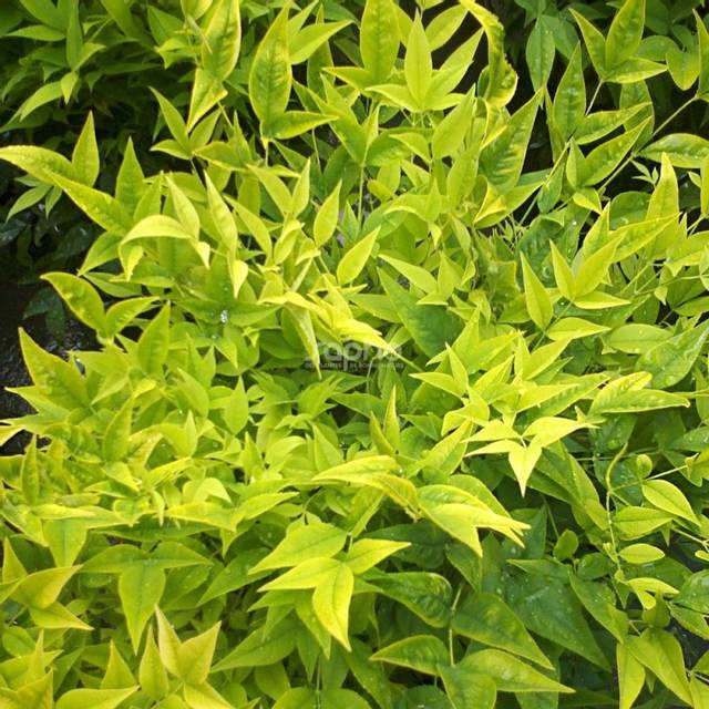 Nandina domestica MAGICAL® Lemon-Lime 'Lemlim' (c)Sapho
