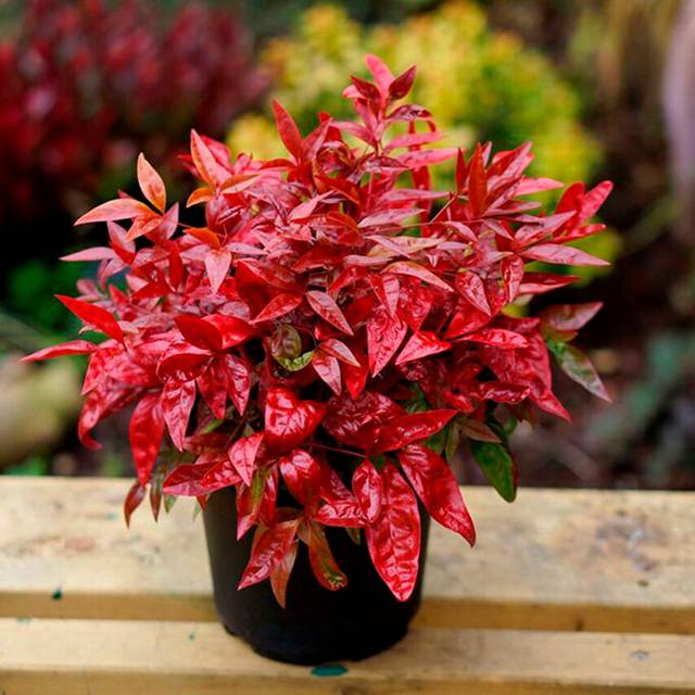 Nandina domestica Blush Pink 'Aka' en pot