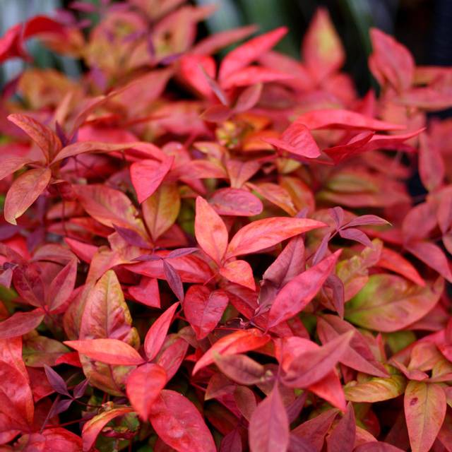 Nandina domestica Blush Pink 'Aka'