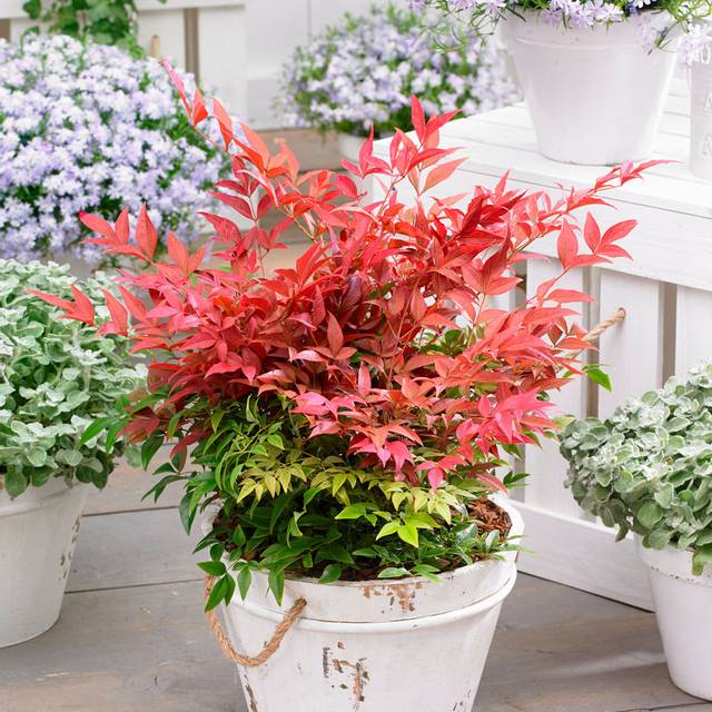 Nandina domestica Obsessed 'Seika' en pot