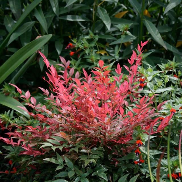 Nandina domestica Obsessed 'Seika'