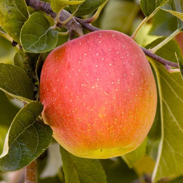 Pomme Royale Delbard®