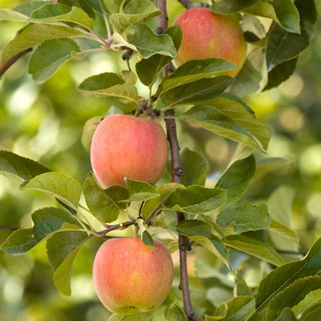 Pommier Royale Delbard® 'Delfloga' (D.R. Delbard)