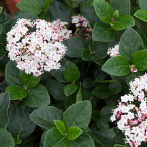 Laurier tin (viburnum tinus) - présentation et conseils de culture