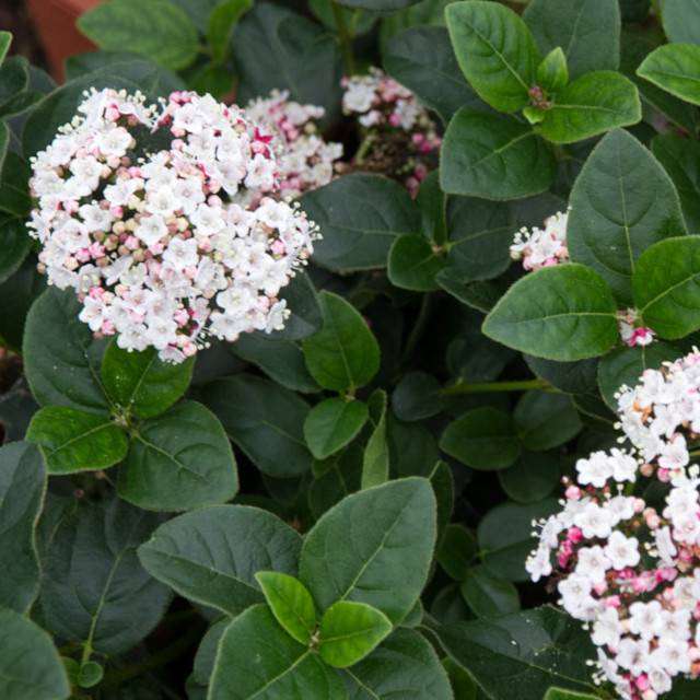 Viburnum tinus 'Lisa rose'