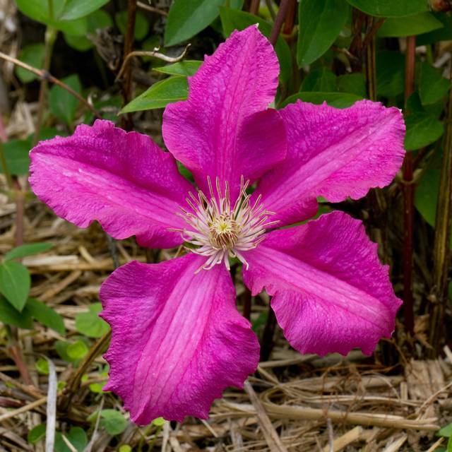Clématite 'Ernest Markham'