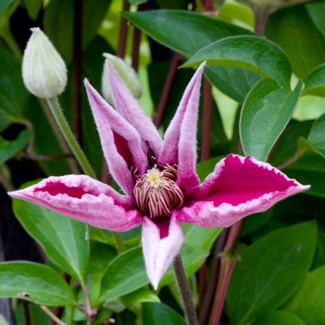 Clématite 'Ernest Markham' (en boutons)