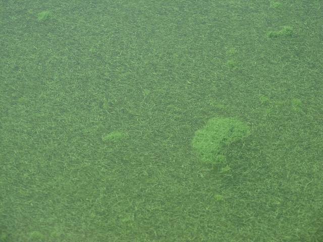 Colonies d'algues bleue dans le lac Klamath