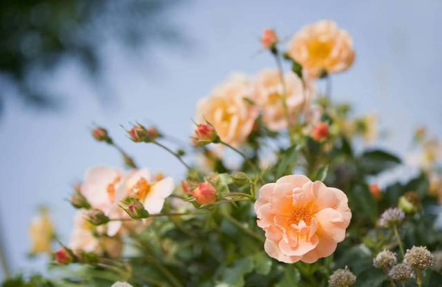 Décorosiers® Calizia (fleurs)