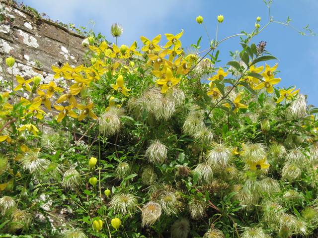 Clematis tangutica