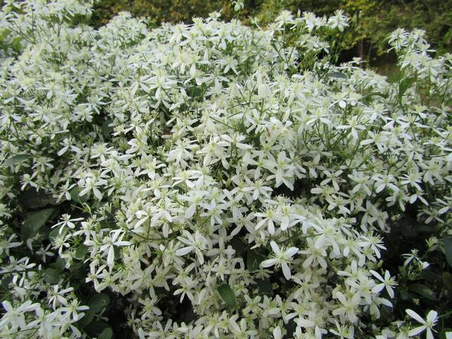 Clematis terniflora