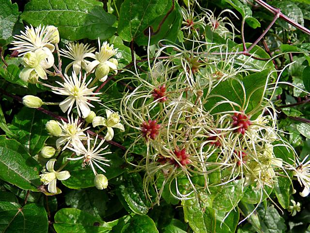 Clematis vitalba, clématite des haies