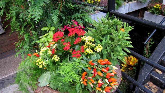 Solanum pseudocapsicum, Kalanchoe blossfeldiana, Asparagus setaceus, Capsicum 'Numex Easter'