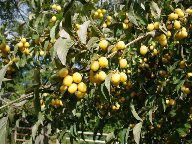 Cornus mas 'Flava'