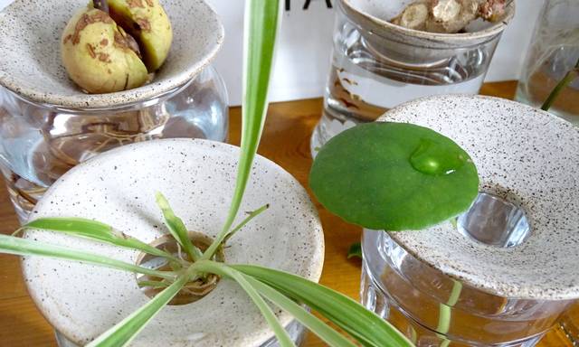 Kits de germination Rejeton : vases et coupelles