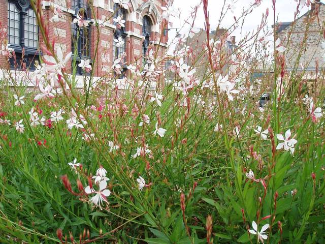 Gauras en fleurs
