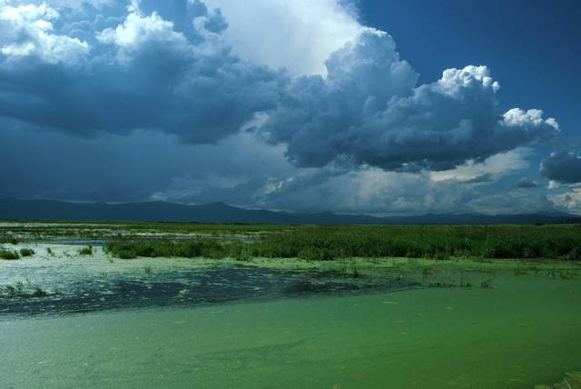 Lac Klamath et ses microalgues