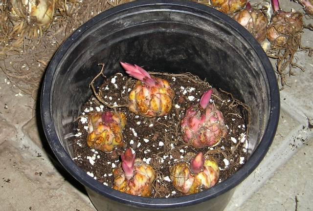 Bulbes de lis au fond d'un pot