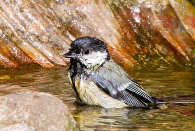 Vente nichoir mésange charbonnière : comment attirer les mésanges ? - PRÊT  A JARDINER