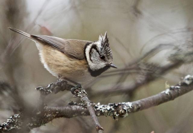 Mésange huppée