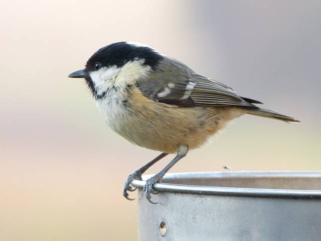 Mésange noire