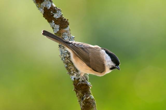 Mésange nonnette