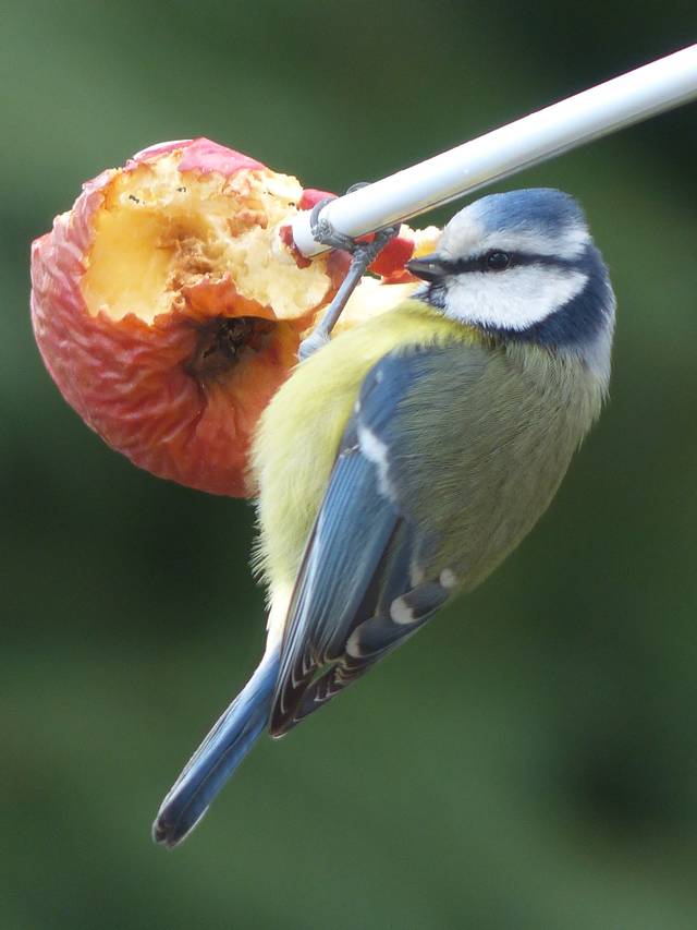 Mésange picorant une pomme séchée