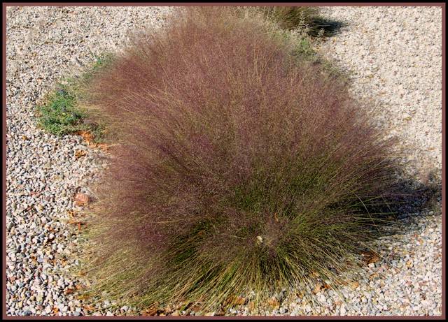 Muhlenbergia (graminée) sur sol de gravier