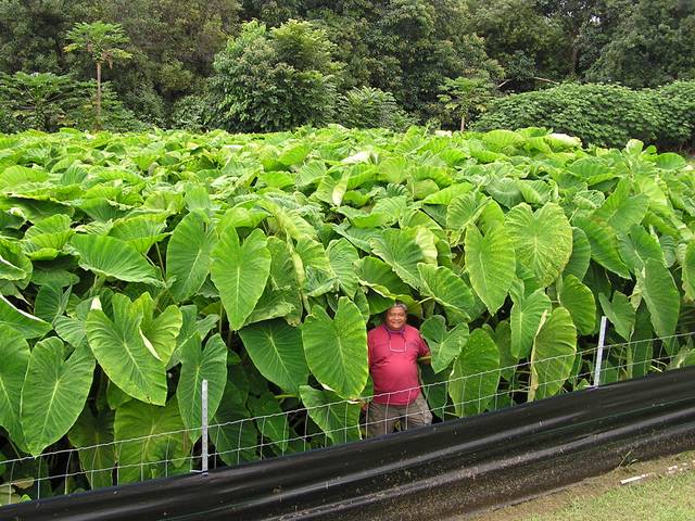 Plantation de taro (îles Hawaï)