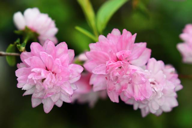 Prunus glandulosa - détail des fleurs