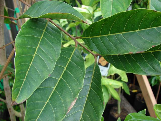 Feuilles de ramboutan (Nephelium lappaceum)