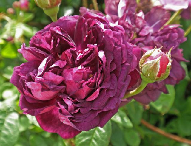 Rose gallica 'Cardinal de Richelieu'