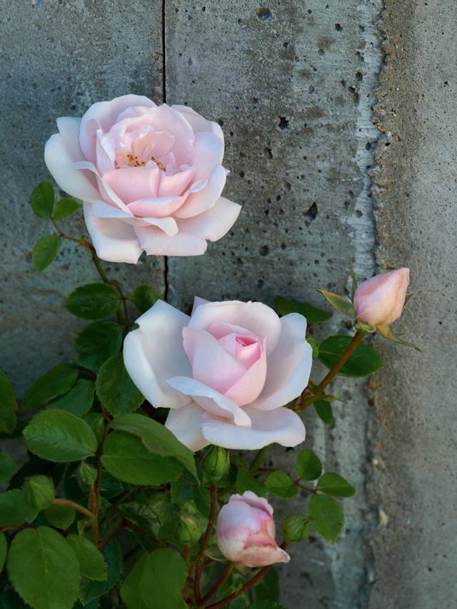 Roses 'New Dawn'