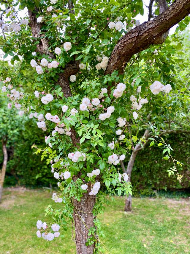 Rosier 'Félicité et Perpétue'