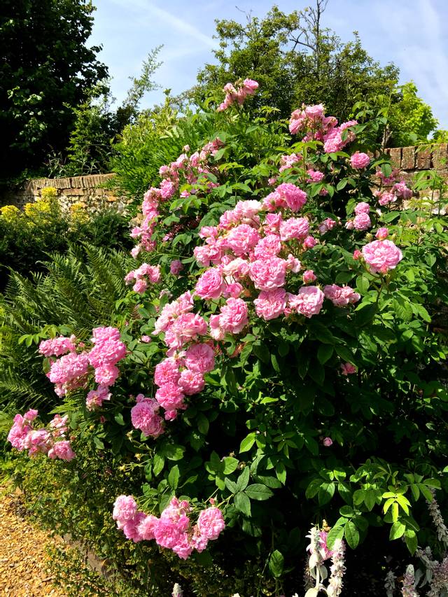 Rosier 'Ispahan'