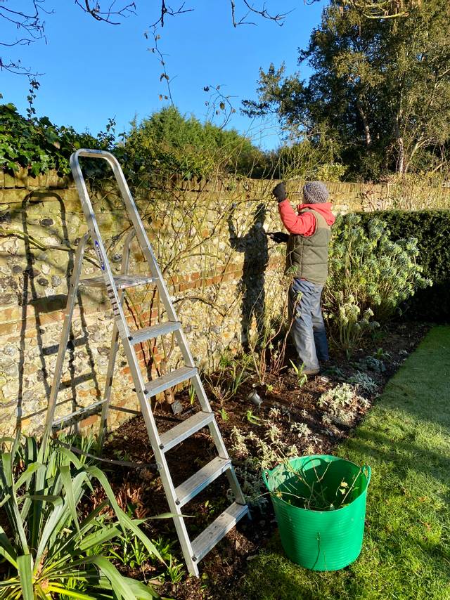 Rosier : taille et palissage